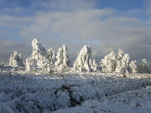 trees ice frost