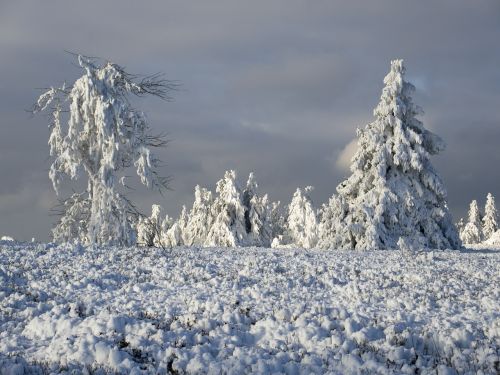 trees ice frost