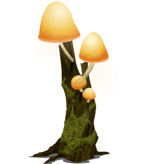 trees woods mushrooms