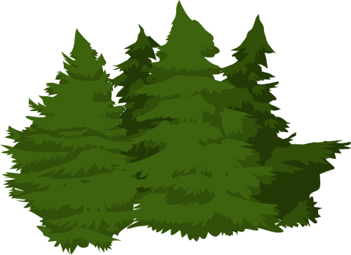trees woods pines