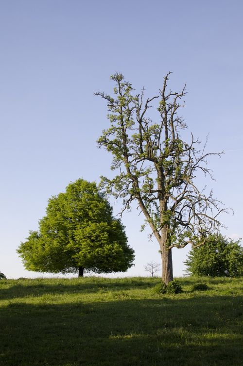 trees nature green