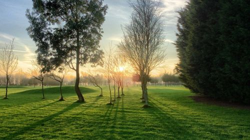 trees landscape sunshine