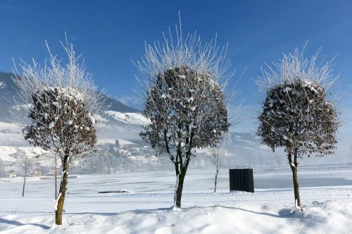 trees winter snow