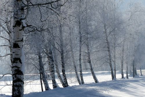 trees ripe snow