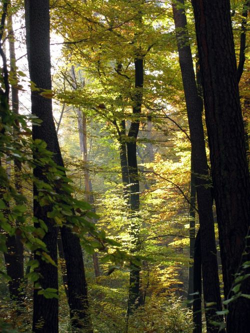 trees forest back light