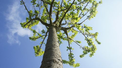 trees branch foliage