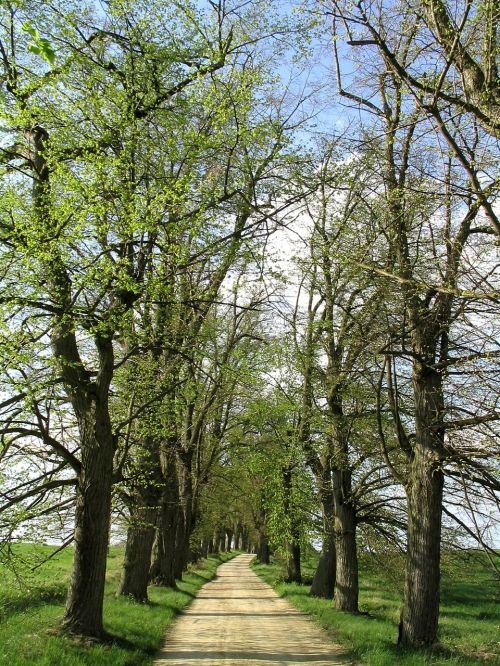 trees avenue away