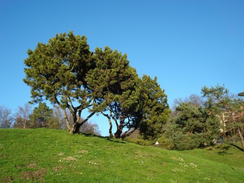 trees nature landscape