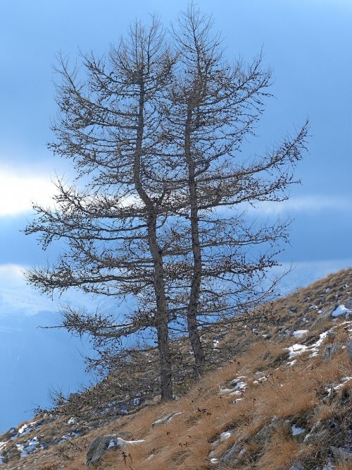 trees larch nature