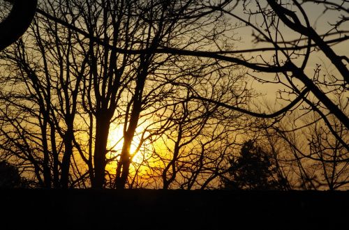 trees branches aesthetic