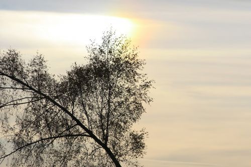 trees sky clouds