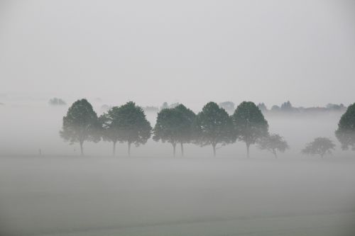 trees fog landscape