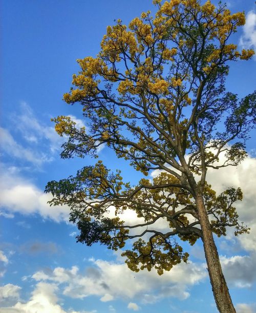 trees nature scenery