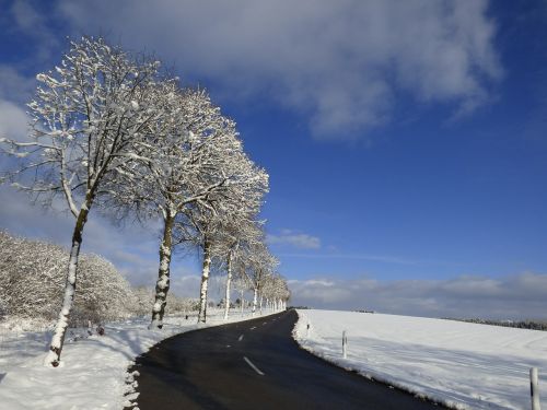 trees snow landscape freezing