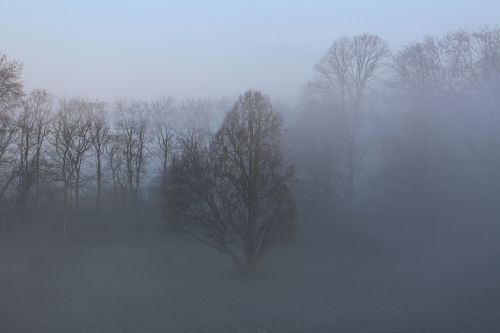 trees mist fog
