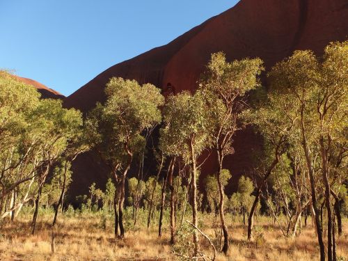 trees nature uluru