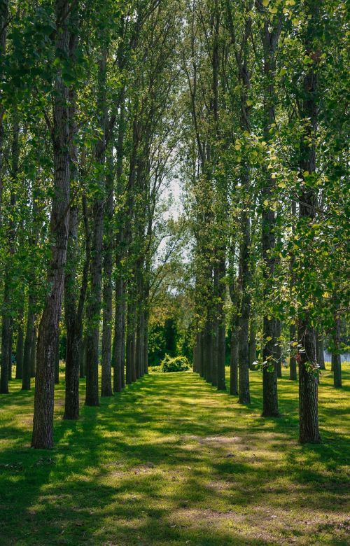 trees lines green