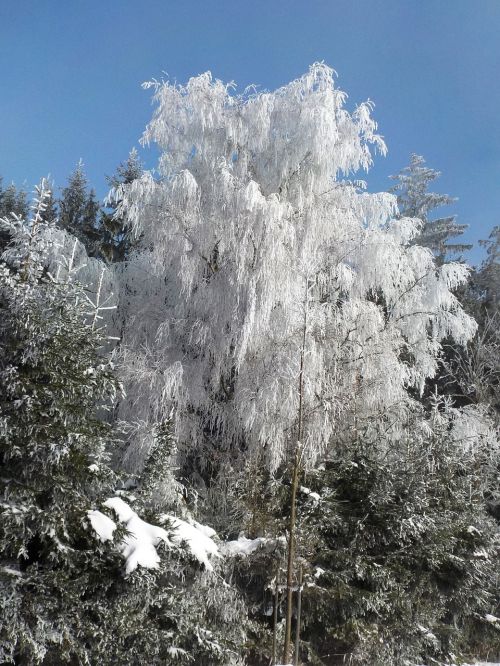 trees frost sun