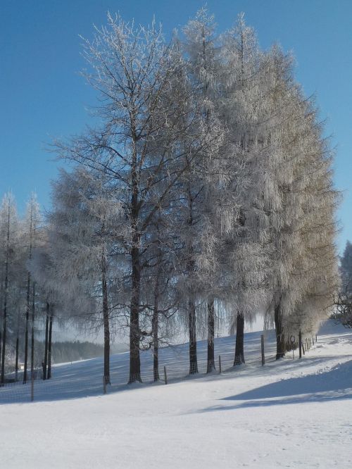 trees avenue wintry