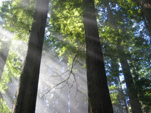 trees mystical atmospheric