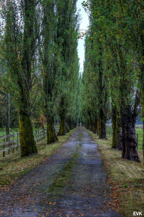 trees road entryway