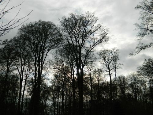 trees thunderstorm twilight