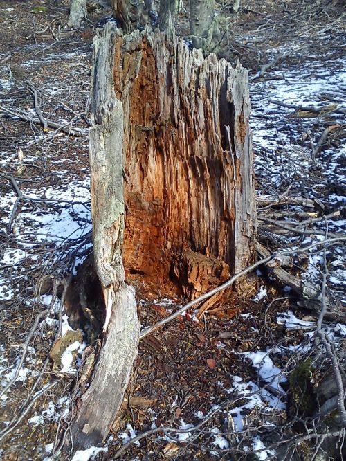 trees fallen mountain