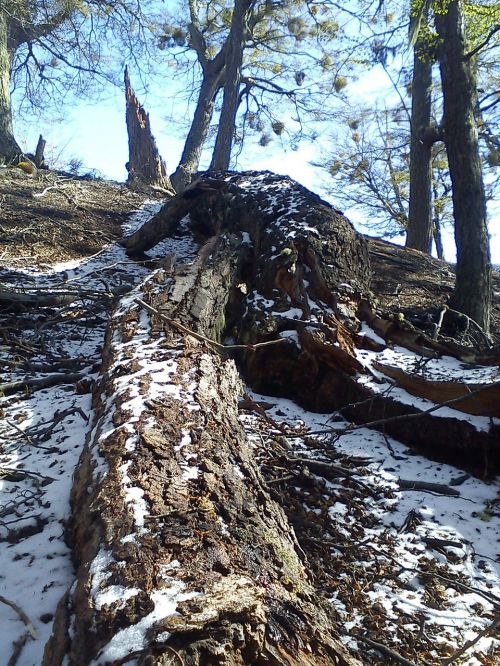trees fallen mountain