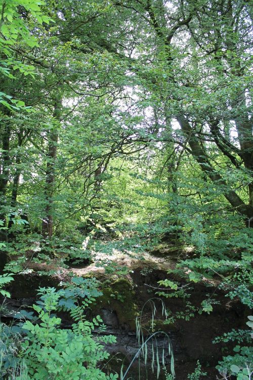 trees river bank ireland