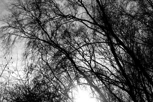 trees winter black white