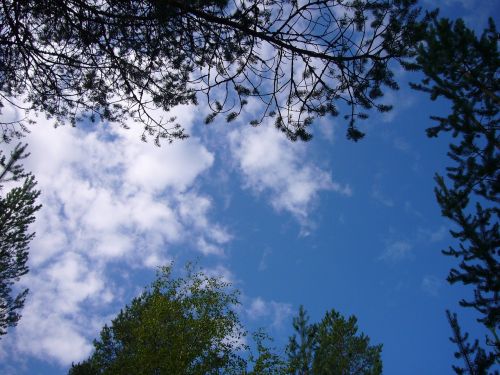 trees sky nature