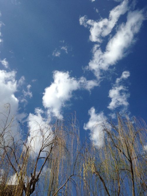 trees blue sky white cloud