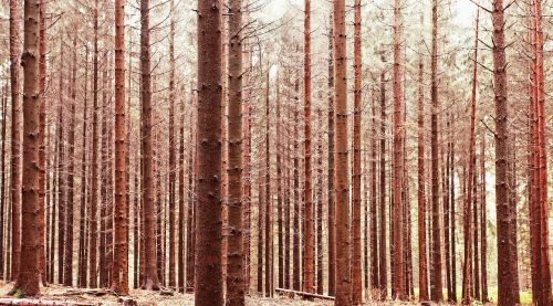 trees forest nature