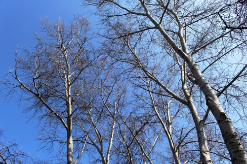 trees birch white