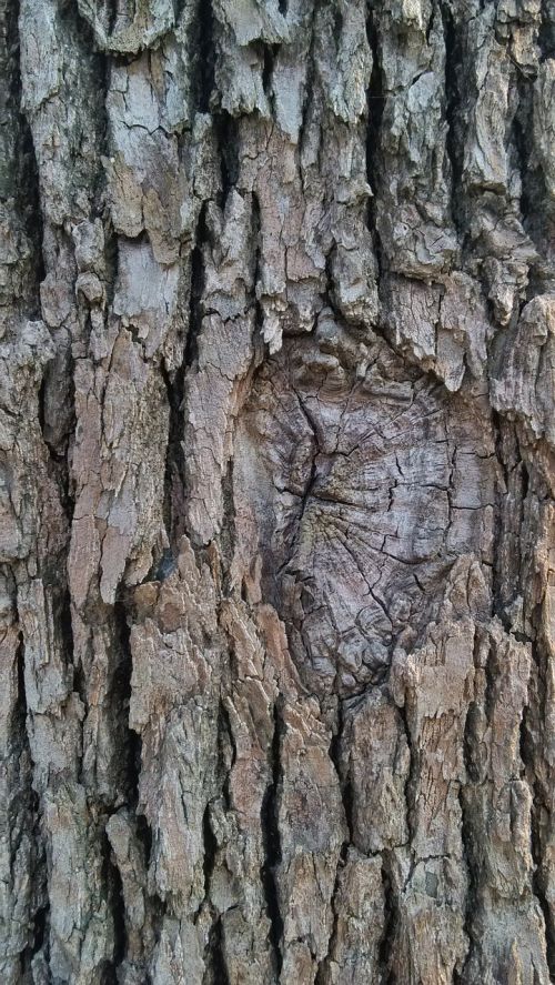 trees grain bark