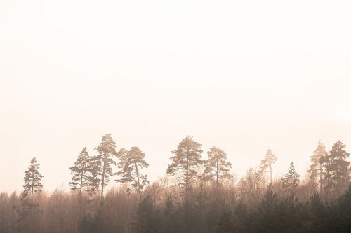 trees nature fog