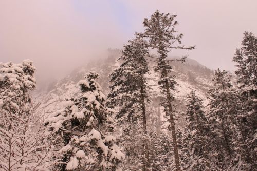 trees forest winter