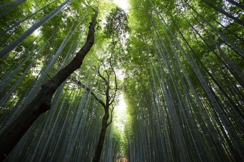 trees forest woods