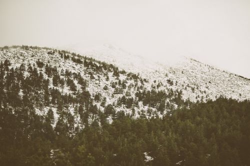 trees hills snow