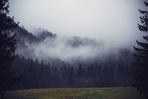 trees mountain fog