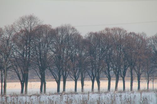 trees winter snow landscape