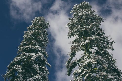 trees snow blue