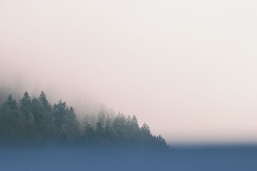 trees fog sky