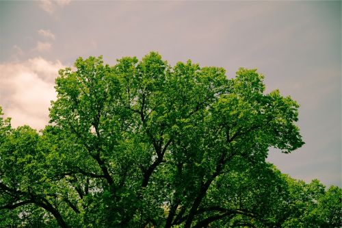 trees green leaves