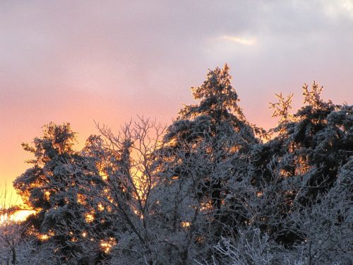 trees snow branches