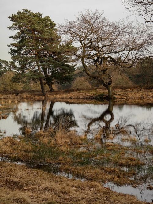 trees mirroring lake