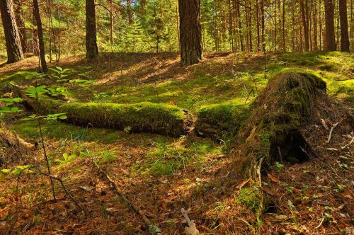 trees forest nature