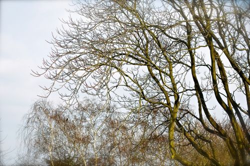 trees garden autumn