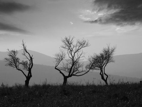 trees black and white kahl