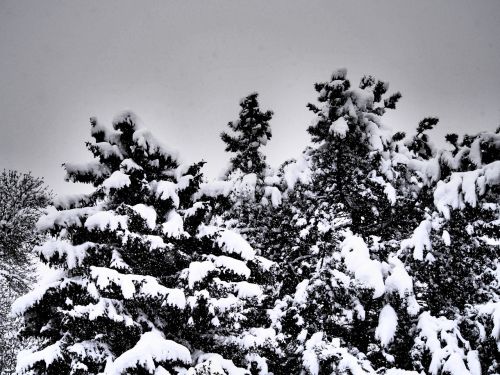 trees snow winter